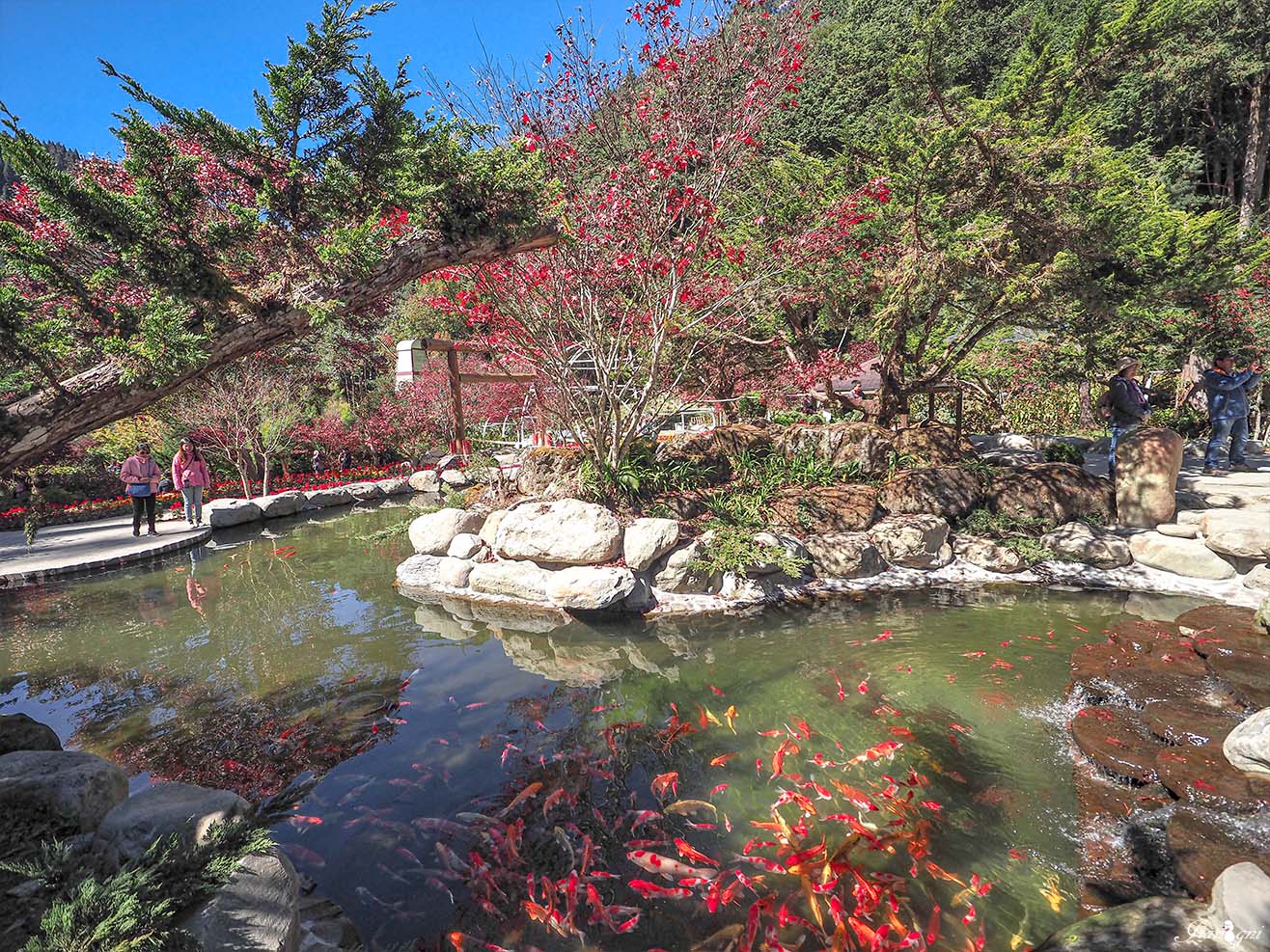 杉林溪楓葉季 波波草新亮點 楓葉倒影 免費遊園車 寵物友善