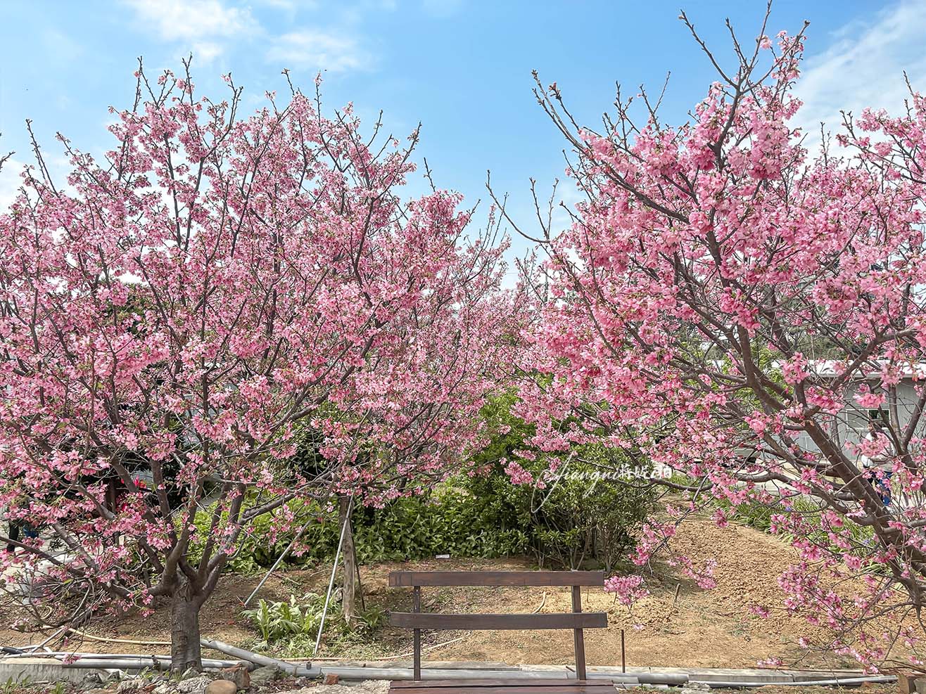 聖德路櫻花巷│市區爆紅富士櫻、交通攻略,中壢櫻花秘境,免費賞花 聖德路櫻花巷│市區爆紅富士櫻、交通攻略,中壢櫻花秘境,免費賞花