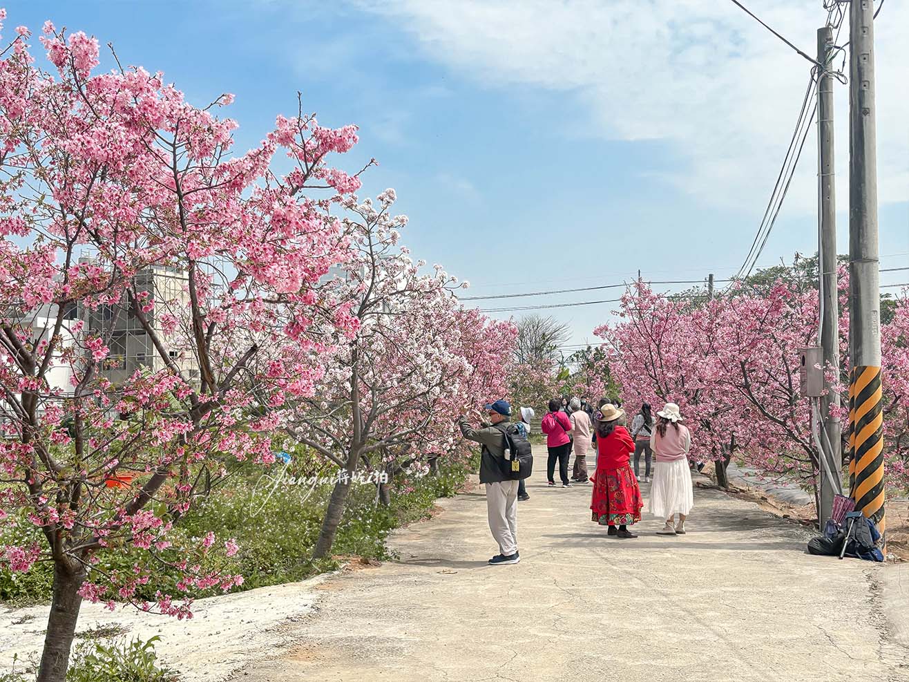 聖德路櫻花巷│市區爆紅富士櫻、交通攻略,中壢櫻花秘境,免費賞花 聖德路櫻花巷│市區爆紅富士櫻、交通攻略,中壢櫻花秘境,免費賞花