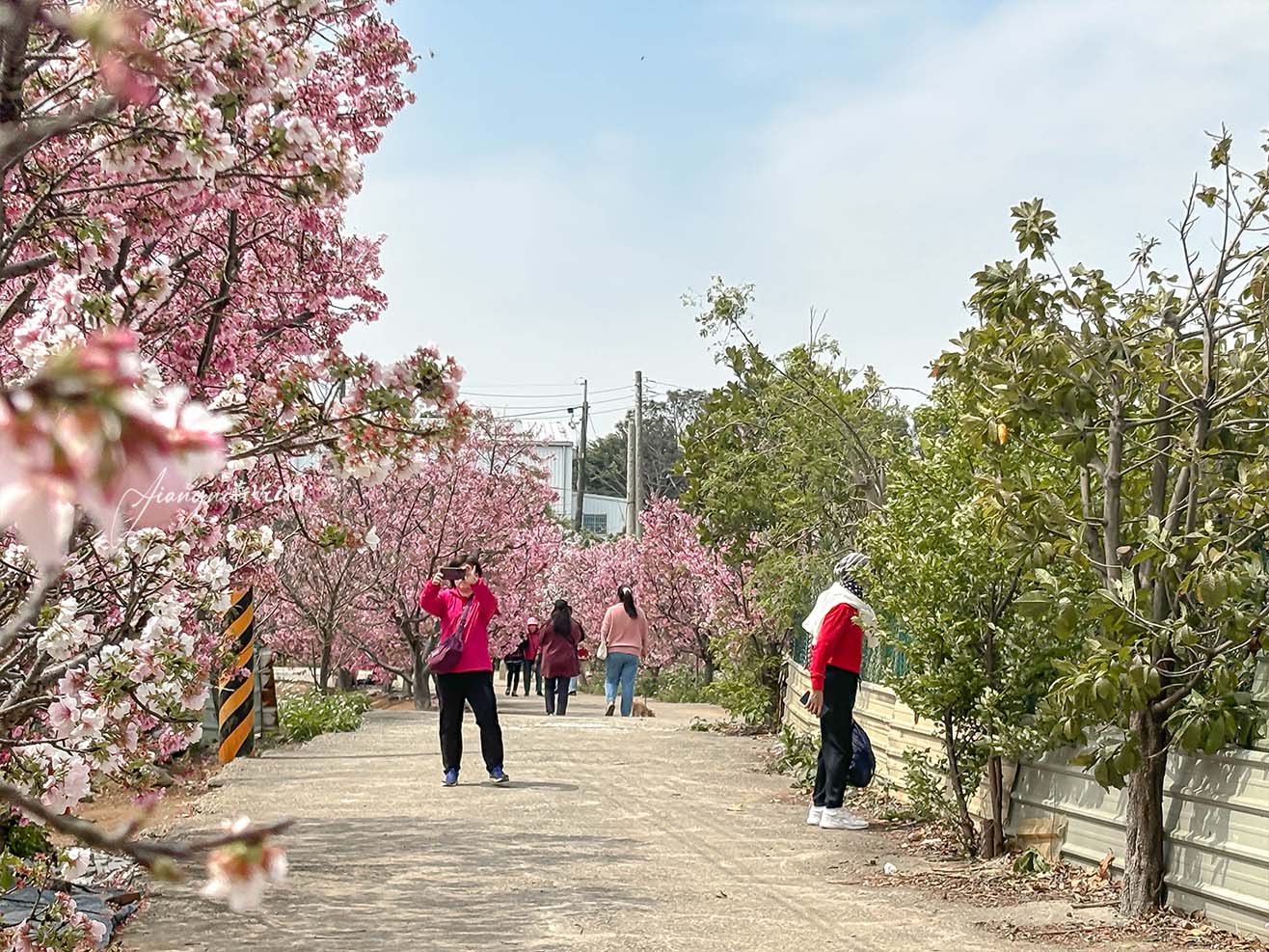 聖德路櫻花巷│市區爆紅富士櫻、交通攻略,中壢櫻花秘境,免費賞花 聖德路櫻花巷│市區爆紅富士櫻、交通攻略,中壢櫻花秘境,免費賞花