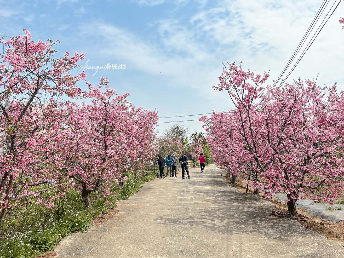 聖德路櫻花巷│市區爆紅富士櫻、交通攻略,中壢櫻花秘境,免費賞花 聖德路櫻花巷│市區爆紅富士櫻、交通攻略,中壢櫻花秘境,免費賞花