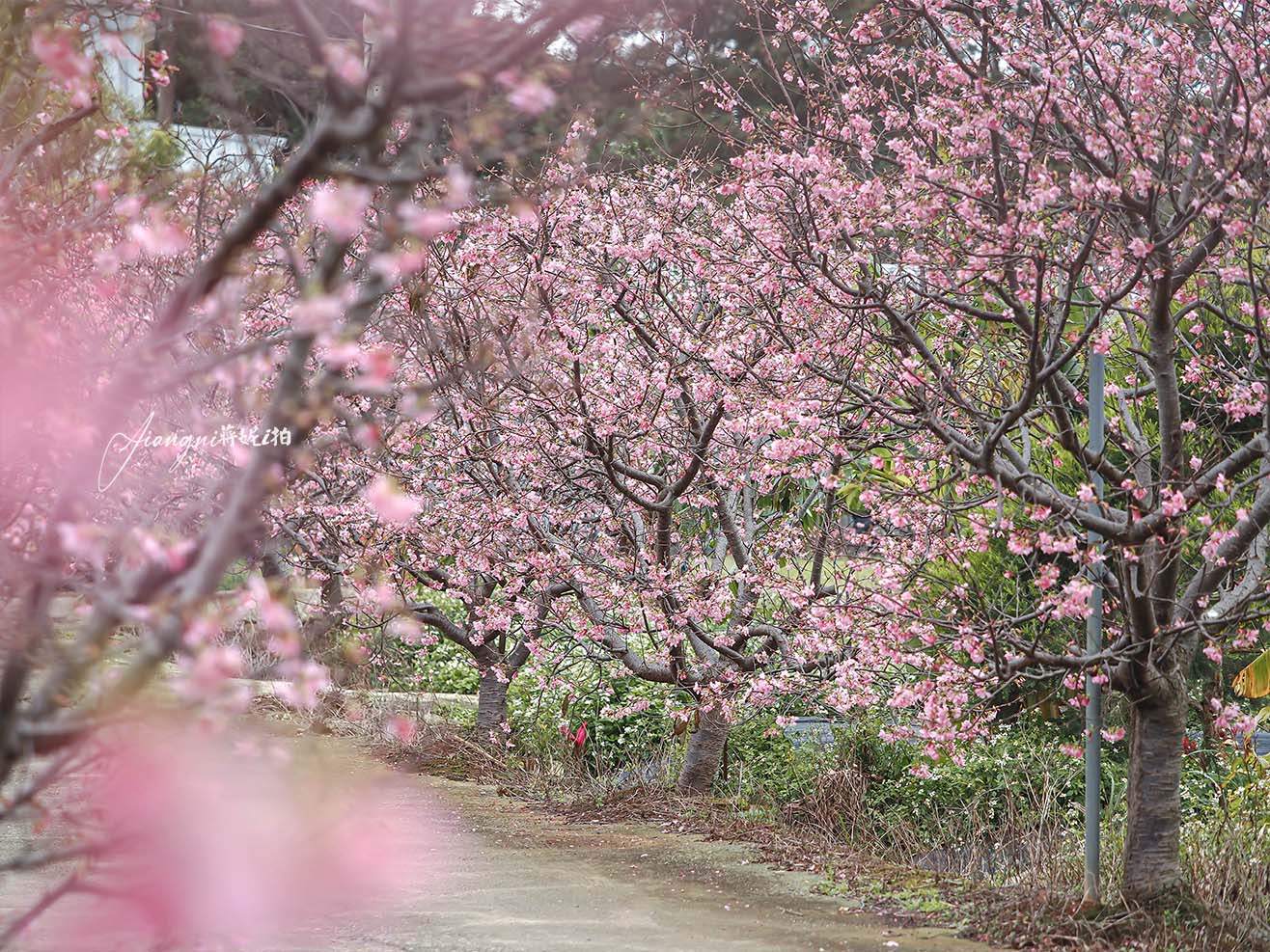 聖德路櫻花巷│市區爆紅富士櫻、交通攻略，中壢櫻花秘境，免費賞花