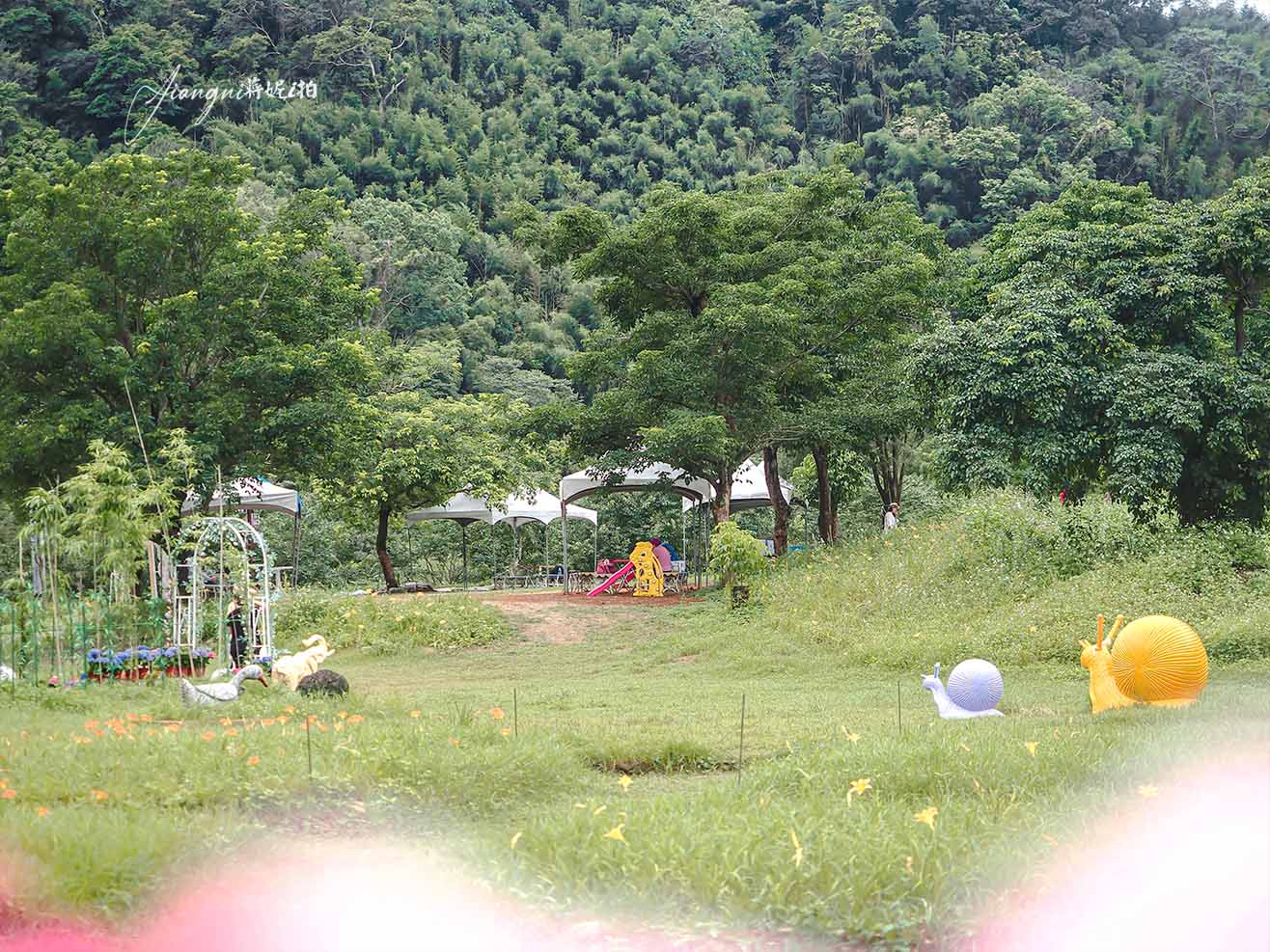 桃園金針花季│10萬株金針花海、桃園百吉休閒農場，北台灣最大金針花、寵物友善