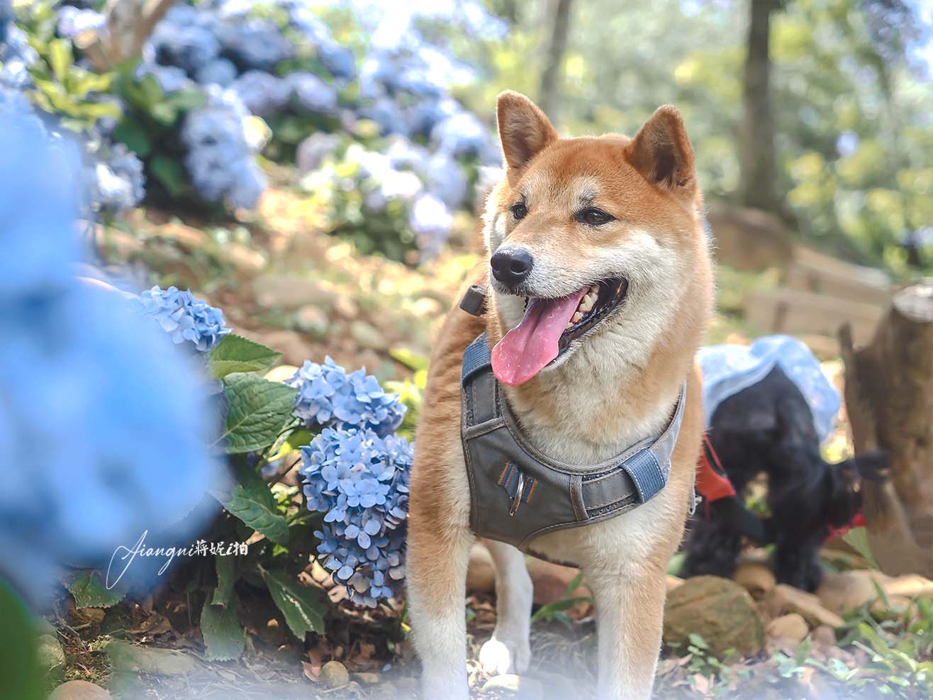 龍潭繡球花秘境│穧粑崠咖啡農場，免門票、夢幻南洋風繡球花海、手沖咖啡，越軌咖啡