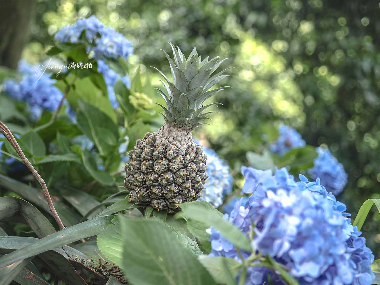 龍潭繡球花秘境│穧粑崠咖啡農場，免門票、夢幻南洋風繡球花海、手沖咖啡，越軌咖啡