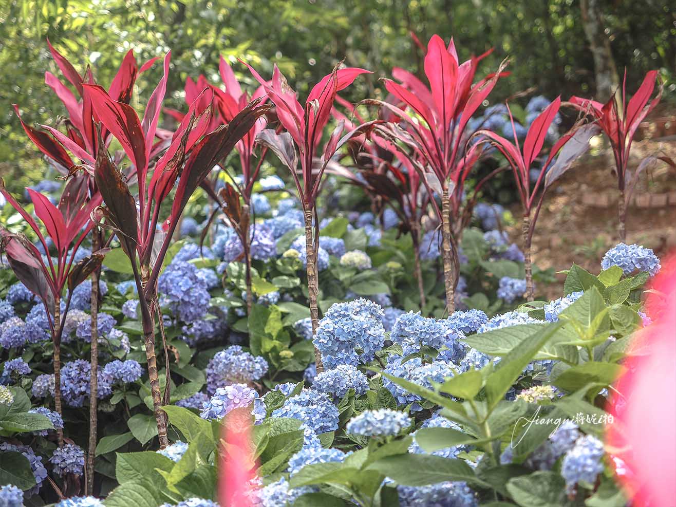 龍潭繡球花秘境│穧粑崠咖啡農場，免門票、夢幻南洋風繡球花海、手沖咖啡，越軌咖啡