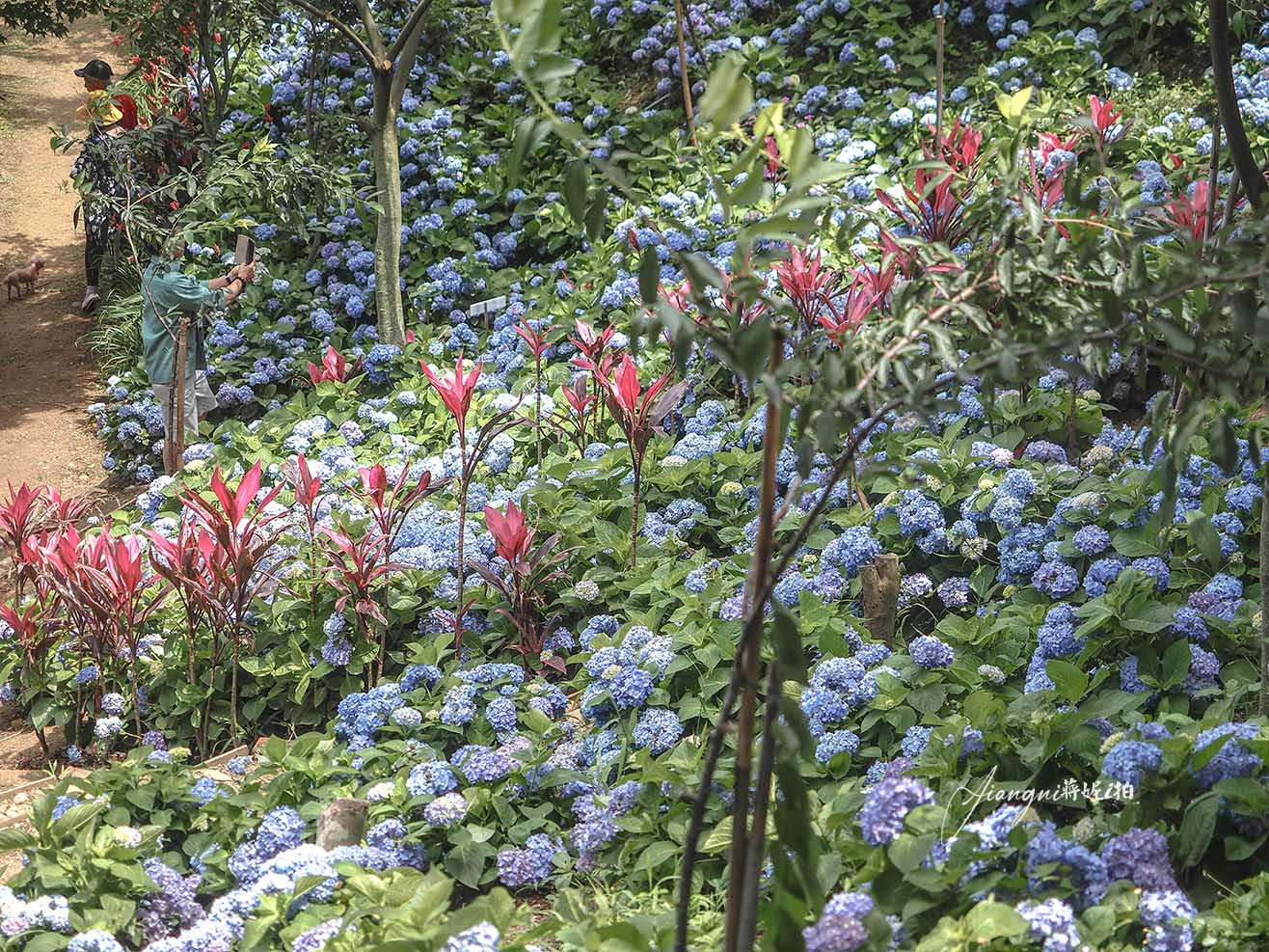 龍潭繡球花秘境│穧粑崠咖啡農場，免門票、夢幻南洋風繡球花海、手沖咖啡，越軌咖啡