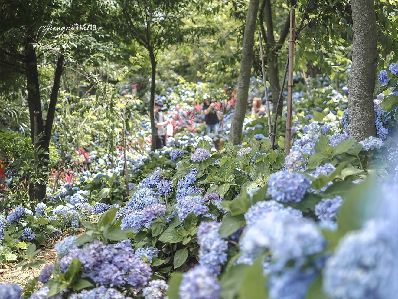 龍潭繡球花秘境│穧粑崠咖啡農場，免門票、夢幻南洋風繡球花海、手沖咖啡，越軌咖啡