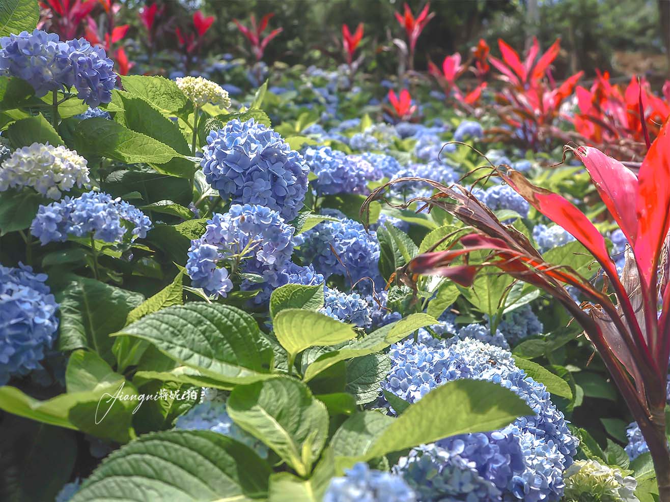 龍潭繡球花秘境│穧粑崠咖啡農場，免門票、夢幻南洋風繡球花海、手沖咖啡，越軌咖啡