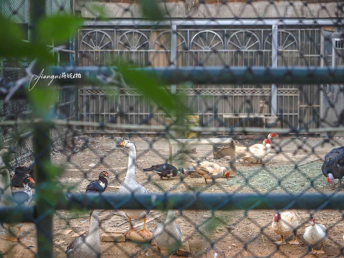 青埔印度料理Punjabi farm│低消、菜單，青埔美食，北印度料理，寵物友善