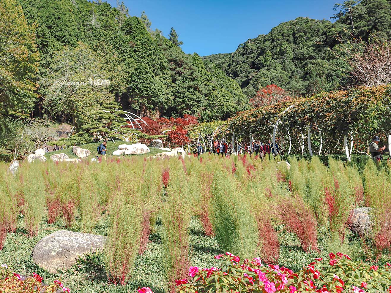 杉林溪楓葉季 波波草新亮點 楓葉倒影 免費遊園車 寵物友善