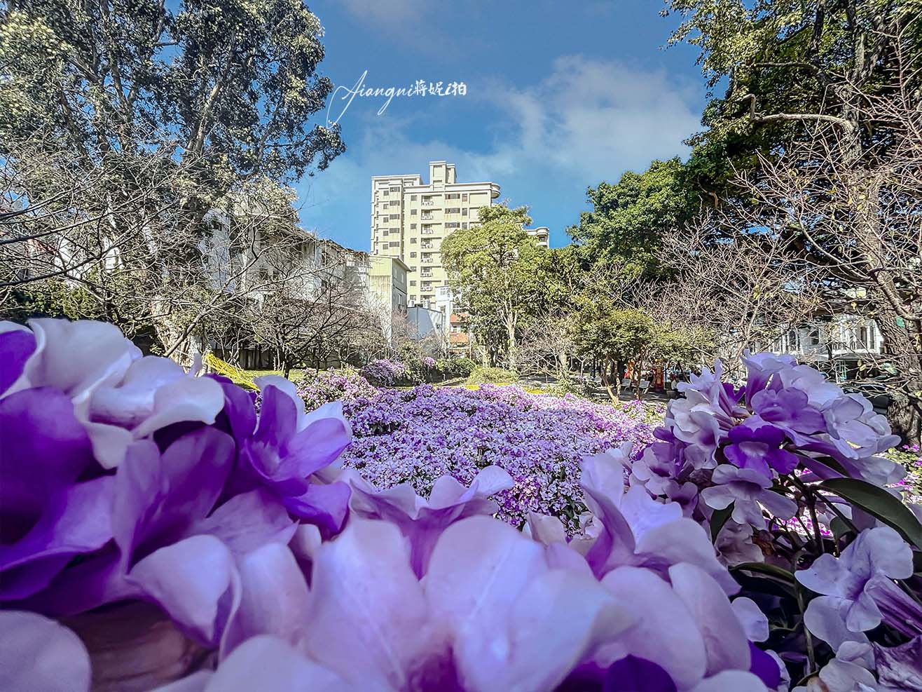 中壢蒜香藤花 莒光環保公園蒜香藤大爆發 中壢免費賞花景點