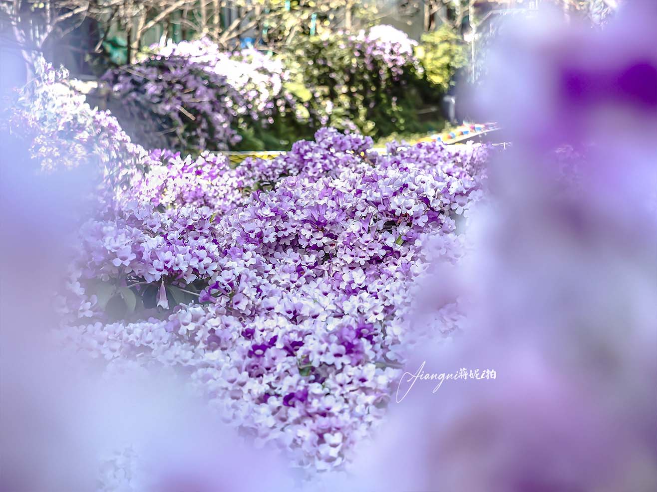 中壢蒜香藤花 莒光環保公園蒜香藤大爆發 中壢免費賞花景點