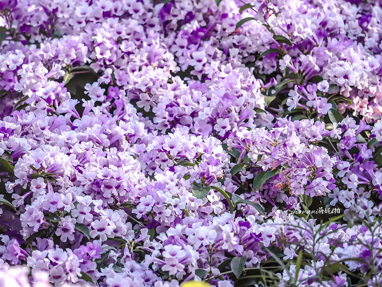 中壢蒜香藤花 莒光環保公園蒜香藤大爆發 中壢免費賞花景點