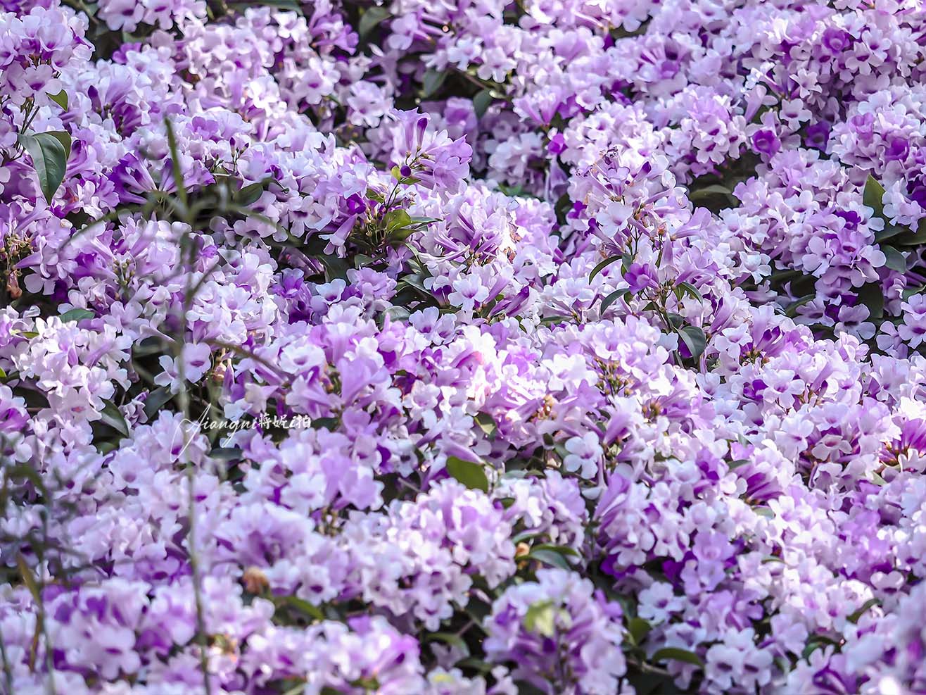 中壢蒜香藤花 莒光環保公園蒜香藤大爆發 中壢免費賞花景點