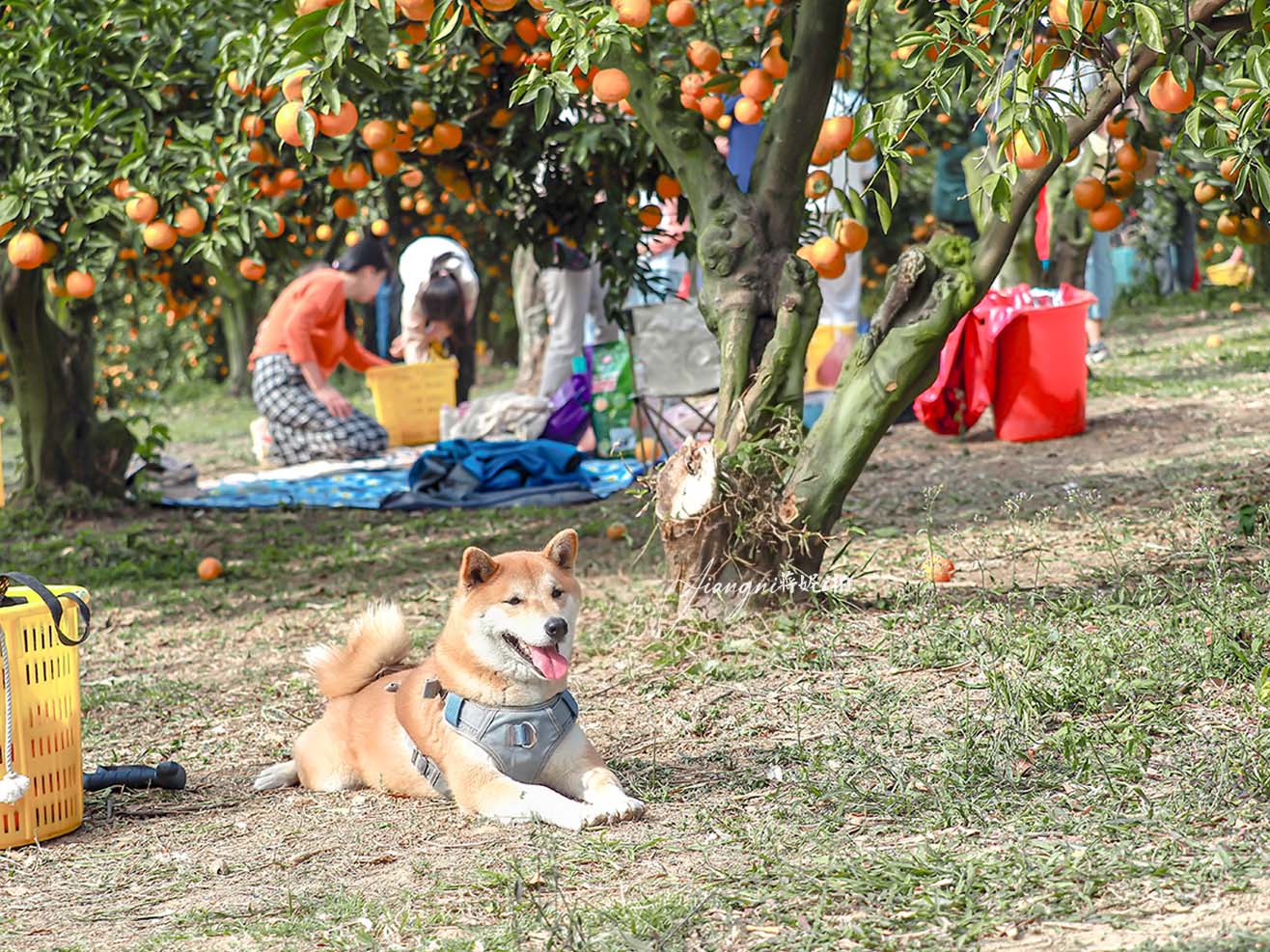 峨眉柑心園 免門票 免費試吃 新竹橘子園 一斤才35元  寵物友善
