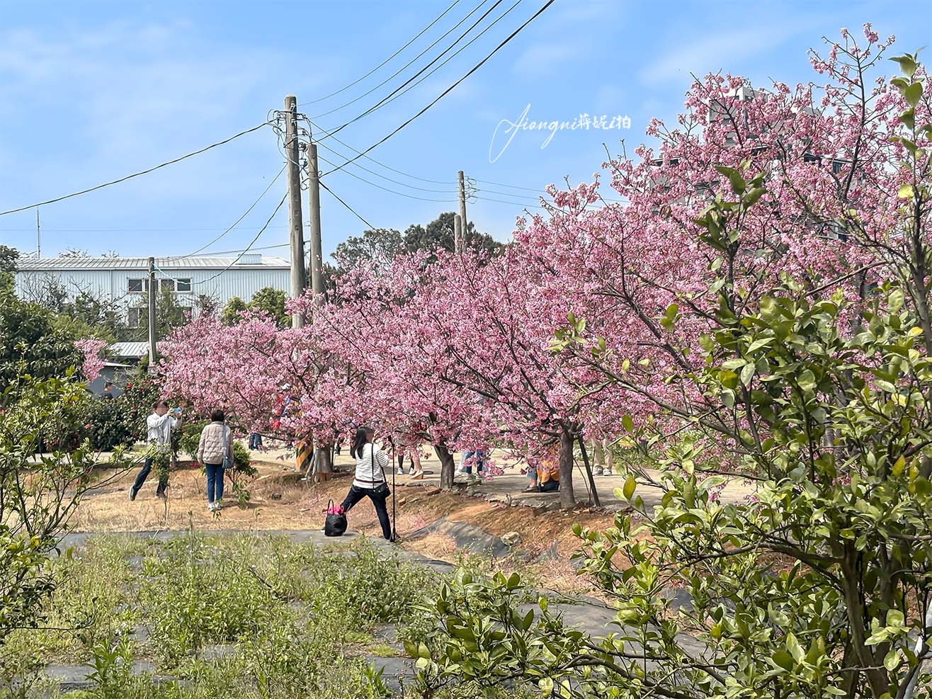 聖德路櫻花巷│市區爆紅富士櫻、交通攻略,中壢櫻花秘境,免費賞花 聖德路櫻花巷│市區爆紅富士櫻、交通攻略,中壢櫻花秘境,免費賞花