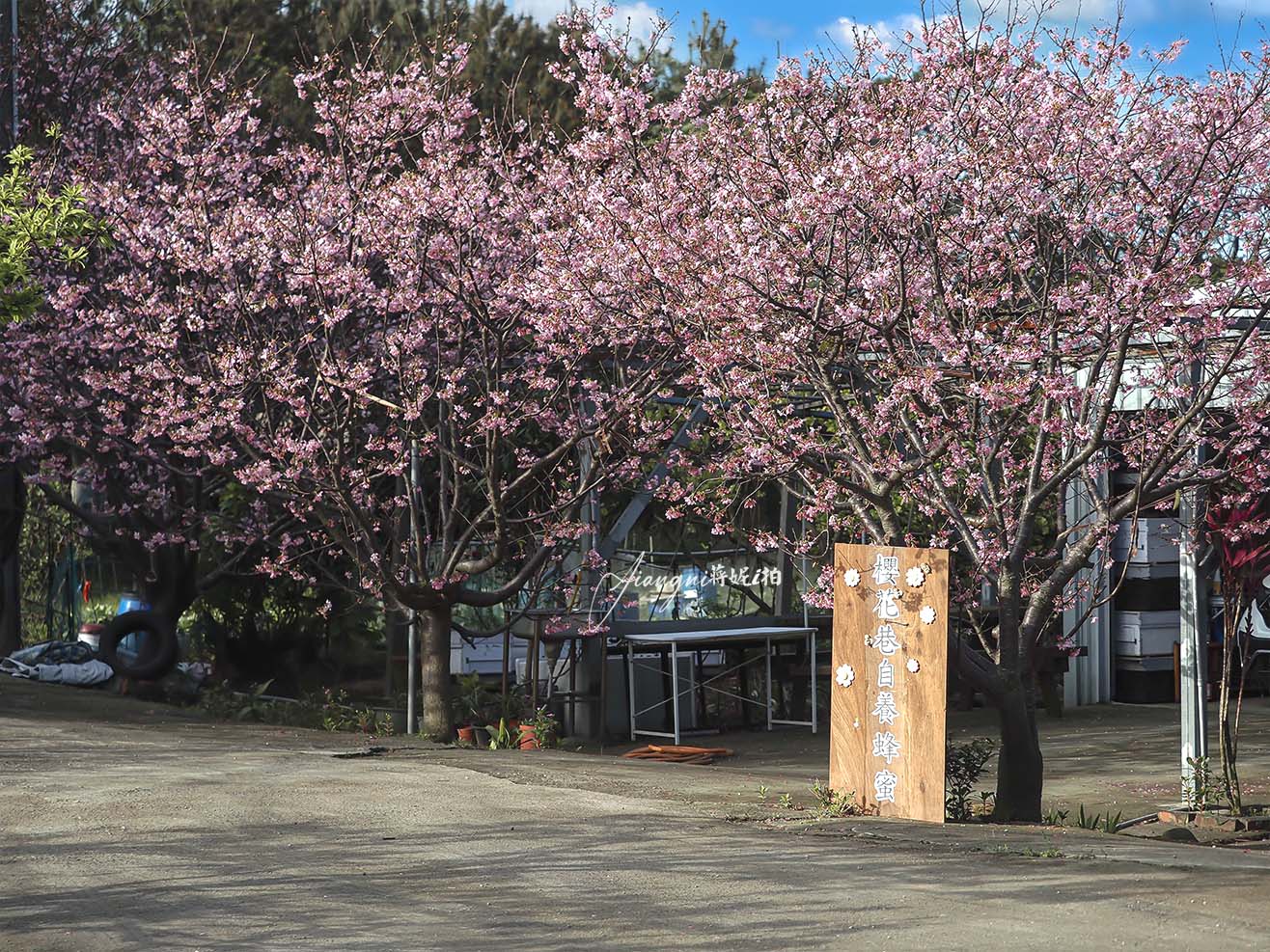 聖德路櫻花巷│市區爆紅富士櫻、交通攻略,中壢櫻花秘境,免費賞花 聖德路櫻花巷│市區爆紅富士櫻、交通攻略,中壢櫻花秘境,免費賞花