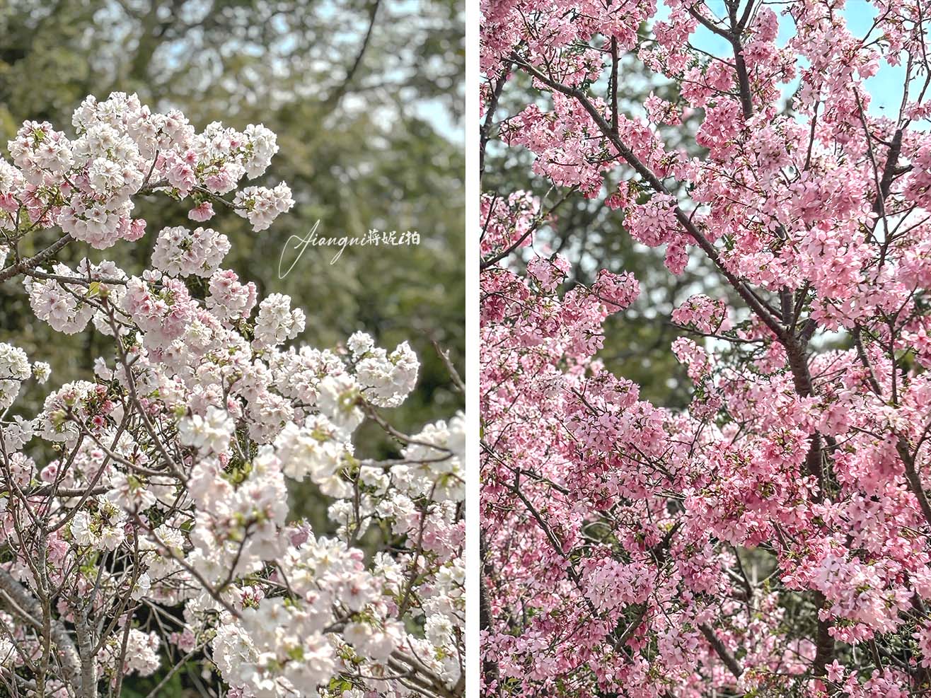 聖德路櫻花巷│市區爆紅富士櫻、交通攻略，中壢櫻花秘境，免費賞花