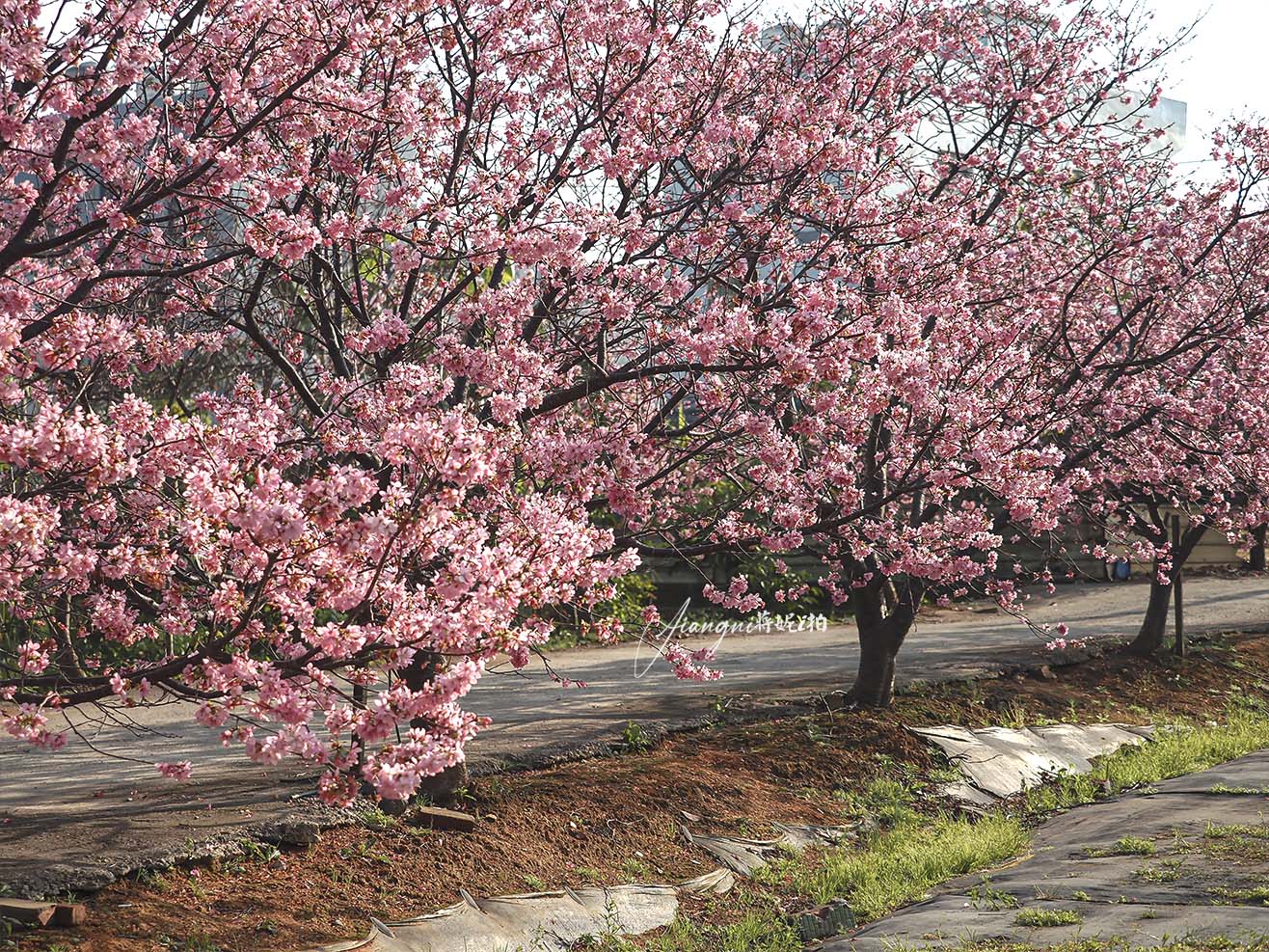 聖德路櫻花巷│市區爆紅富士櫻、交通攻略,中壢櫻花秘境,免費賞花 聖德路櫻花巷│市區爆紅富士櫻、交通攻略,中壢櫻花秘境,免費賞花