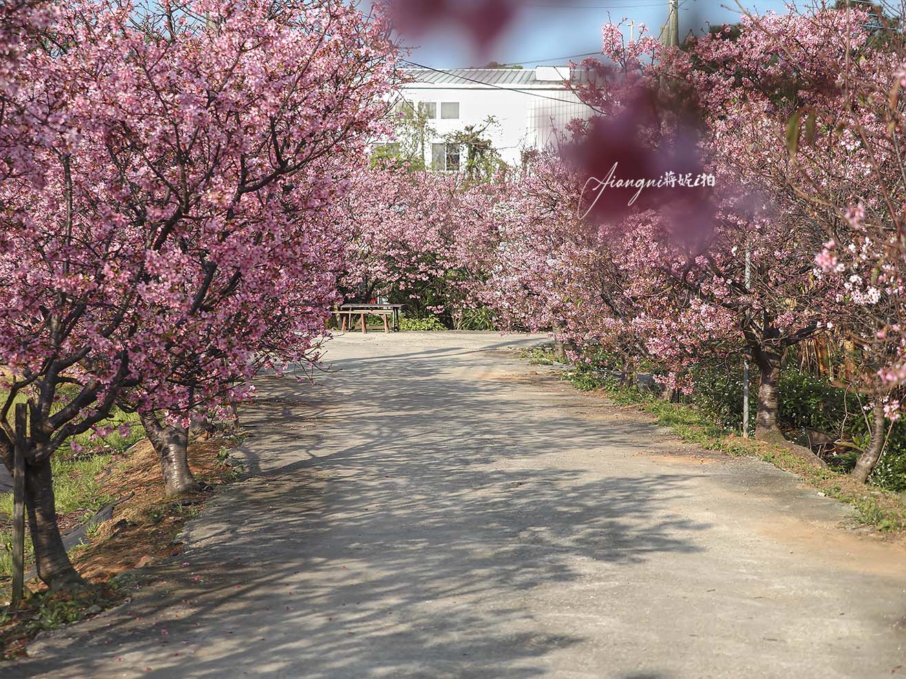 聖德路櫻花巷│市區爆紅富士櫻、交通攻略,中壢櫻花秘境,免費賞花 聖德路櫻花巷│市區爆紅富士櫻、交通攻略,中壢櫻花秘境,免費賞花