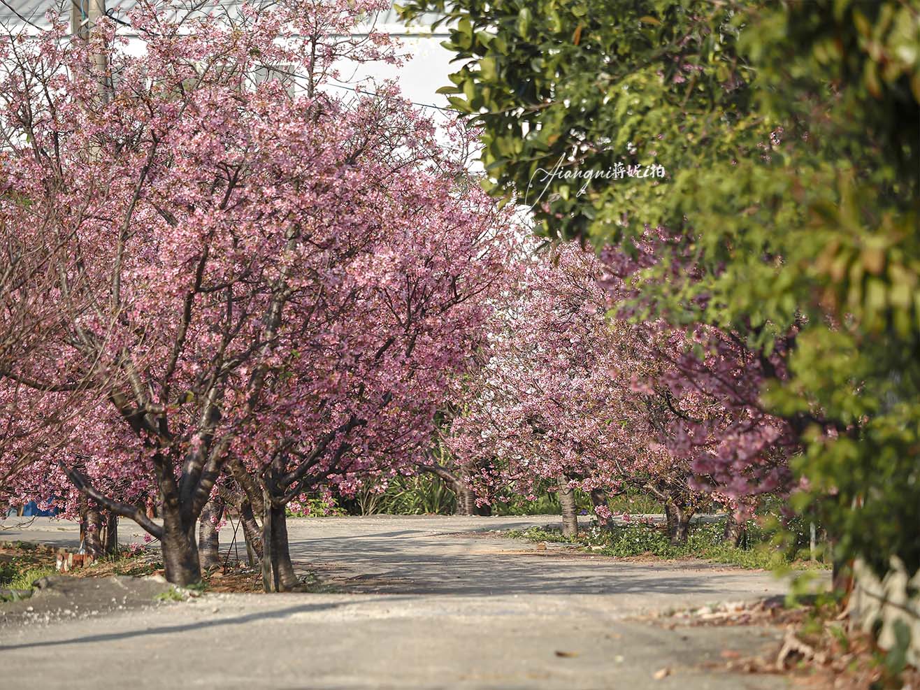 聖德路櫻花巷│市區爆紅富士櫻、交通攻略,中壢櫻花秘境,免費賞花 聖德路櫻花巷│市區爆紅富士櫻、交通攻略,中壢櫻花秘境,免費賞花