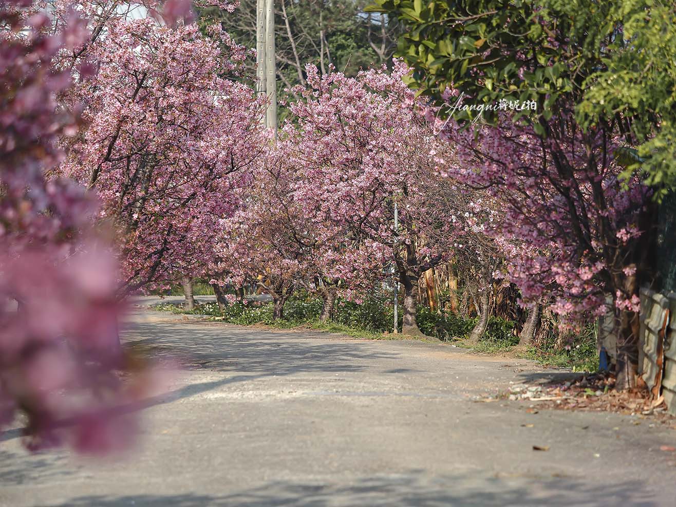 聖德路櫻花巷│市區爆紅富士櫻、交通攻略，中壢櫻花秘境，免費賞花