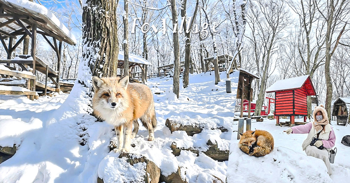 宮城藏王狐狸村│抱狐狸體驗&場次、狐狸村門票、交通、接駁巴士、計程車全攻略