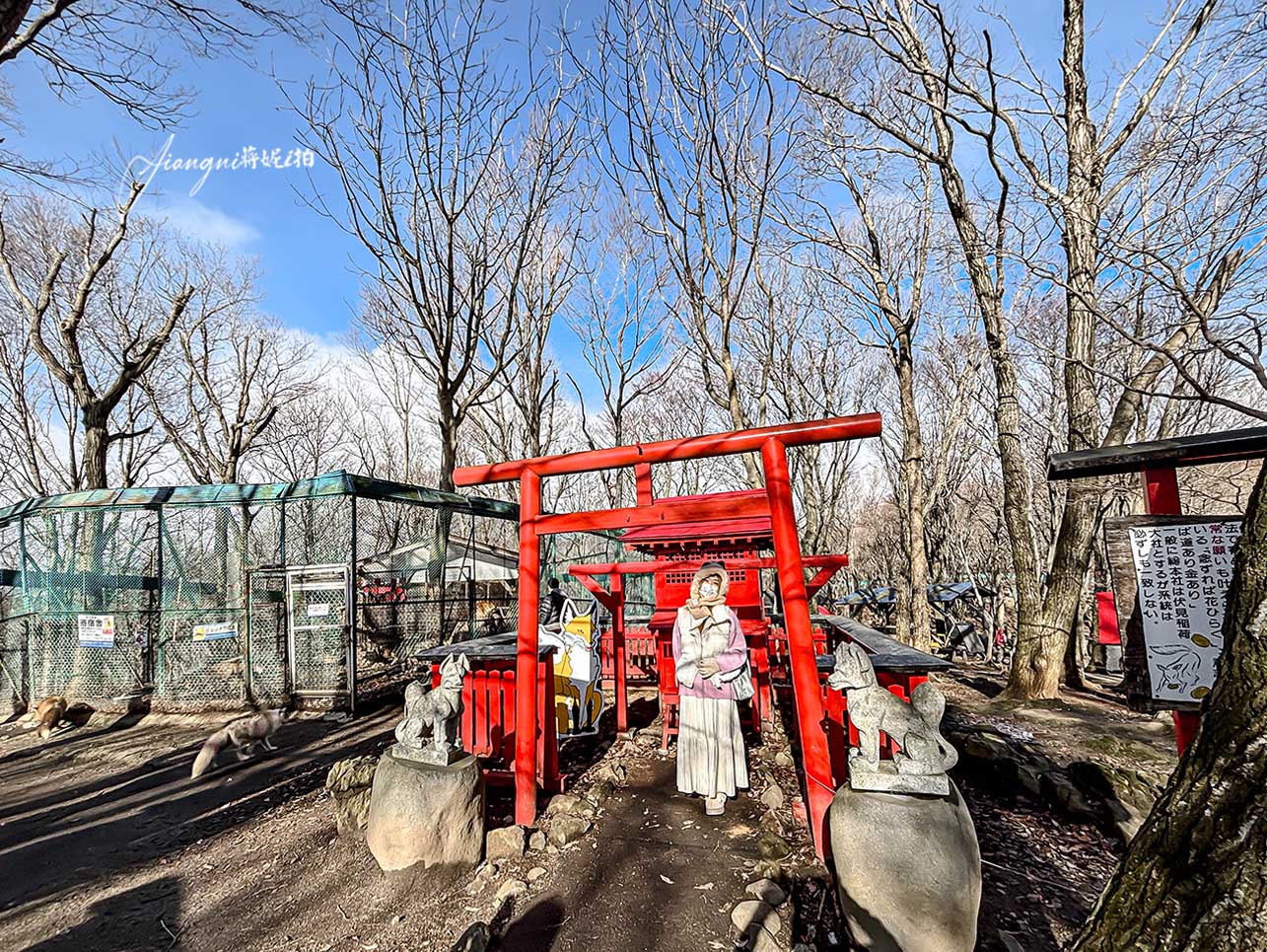 宮城藏王狐狸村│抱狐狸體驗&場次、狐狸村門票、交通、接駁巴士、計程車全攻略