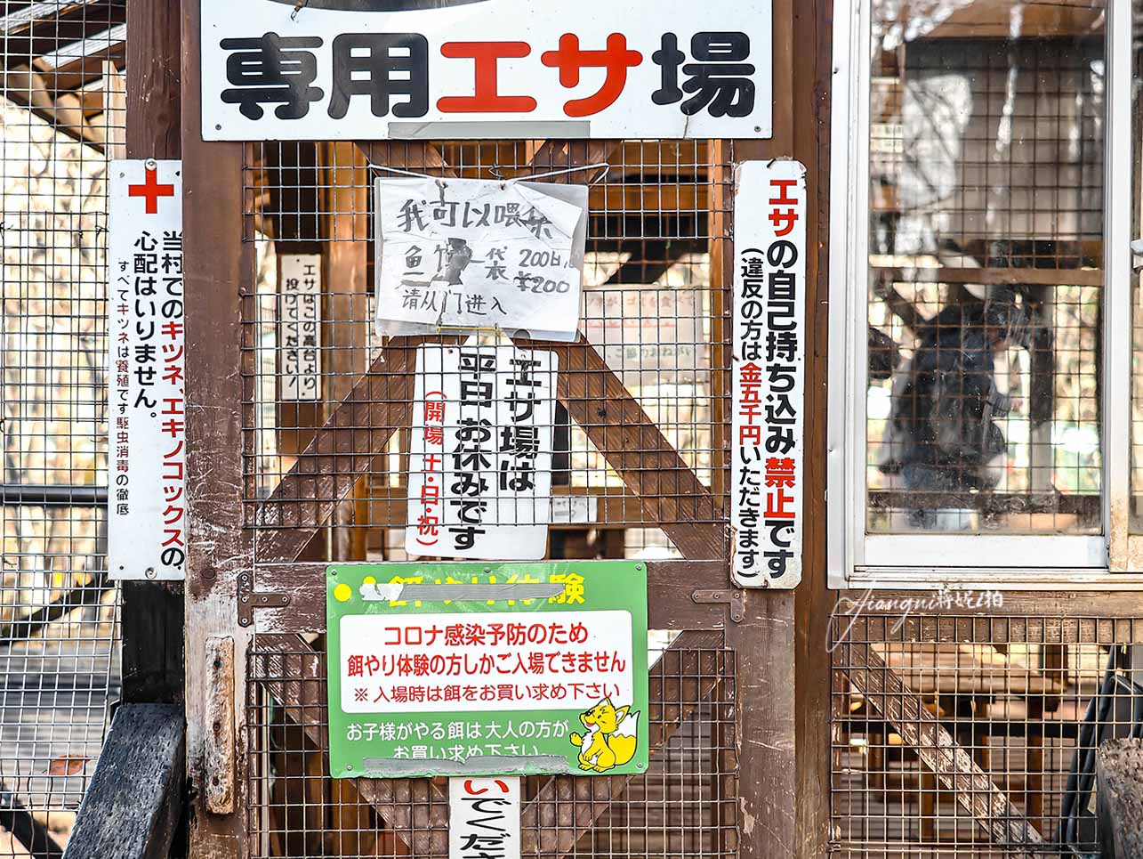 宮城藏王狐狸村│抱狐狸體驗&場次、狐狸村門票、交通、接駁巴士、計程車全攻略
