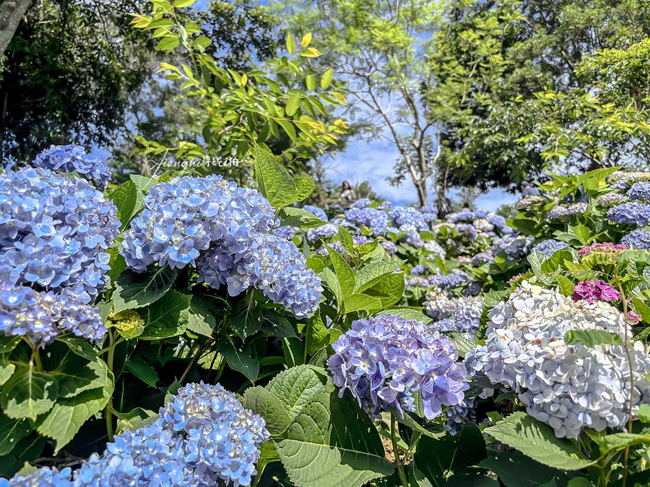 龍潭繡球花秘境│穧粑崠咖啡農場，免門票、夢幻南洋風繡球花海、手沖咖啡，越軌咖啡