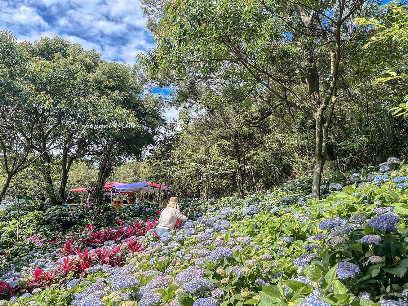 龍潭繡球花秘境│穧粑崠咖啡農場，免門票、夢幻南洋風繡球花海、手沖咖啡，越軌咖啡